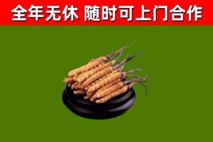 文山州回收冬虫夏草