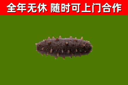 文山州回收海参干